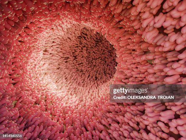 human close-up inner view of intestine. 3d render of digestive anatomy - epitelio imagens e fotografias de stock