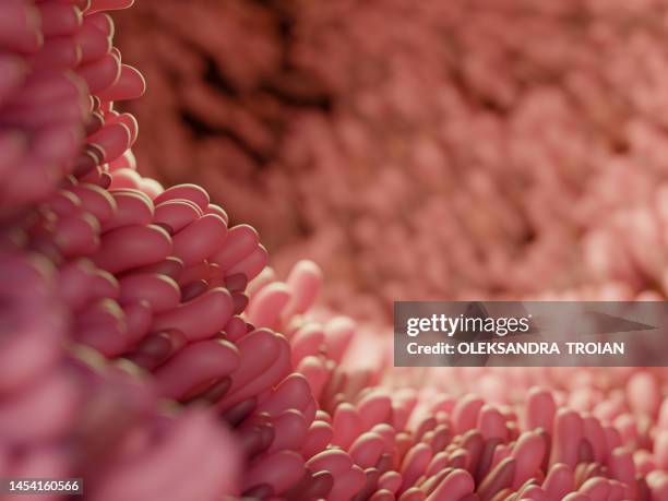 human close-up inner view of intestine. 3d render of digestive anatomy - 絨毛 ストックフォトと画像