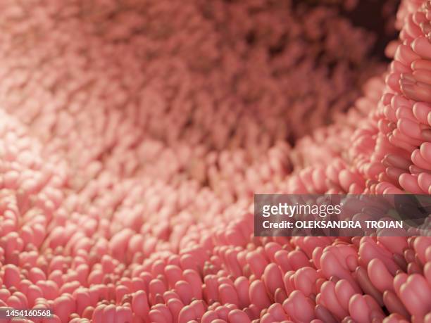 human close-up inner view of intestine. 3d render of digestive anatomy - human internal organ stock-fotos und bilder