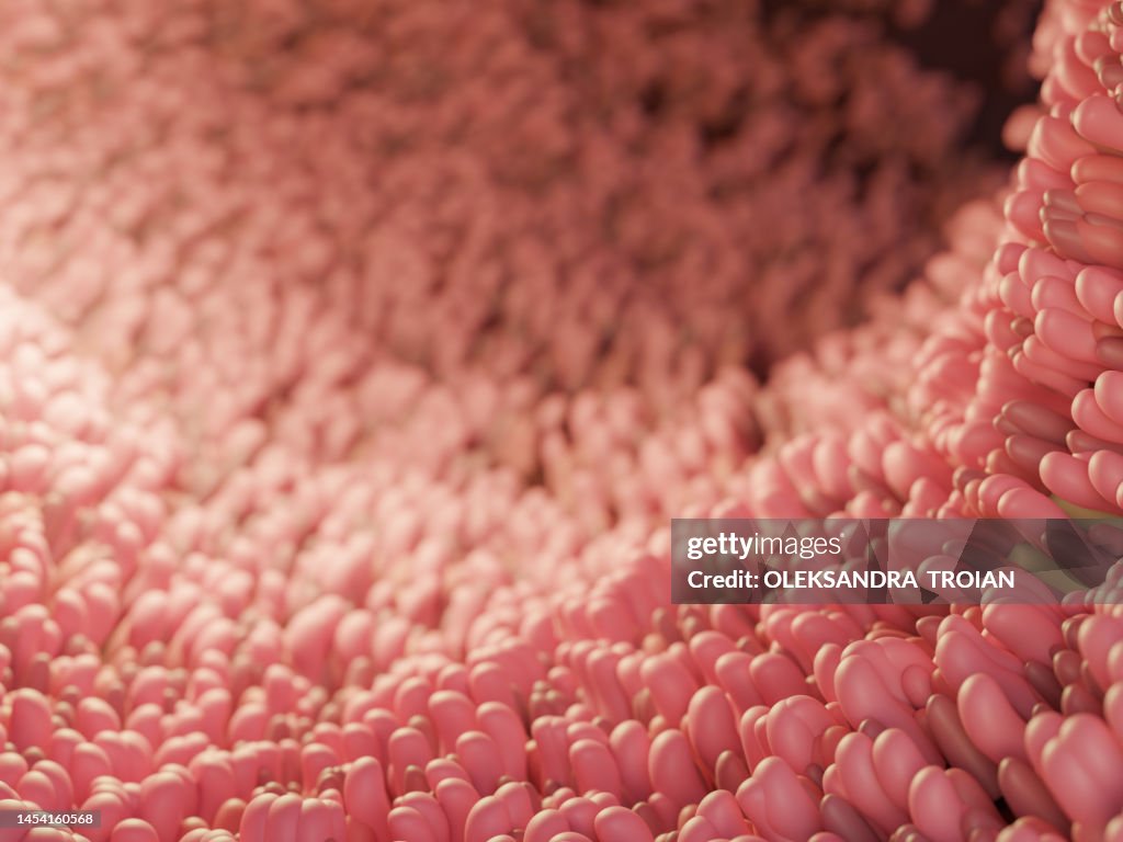 Human close-up inner view of intestine. 3d render of digestive anatomy