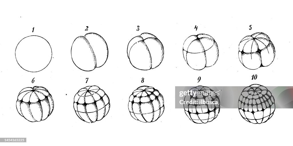 Antique biology zoology image: Development of frog egg (Rana temporaria)