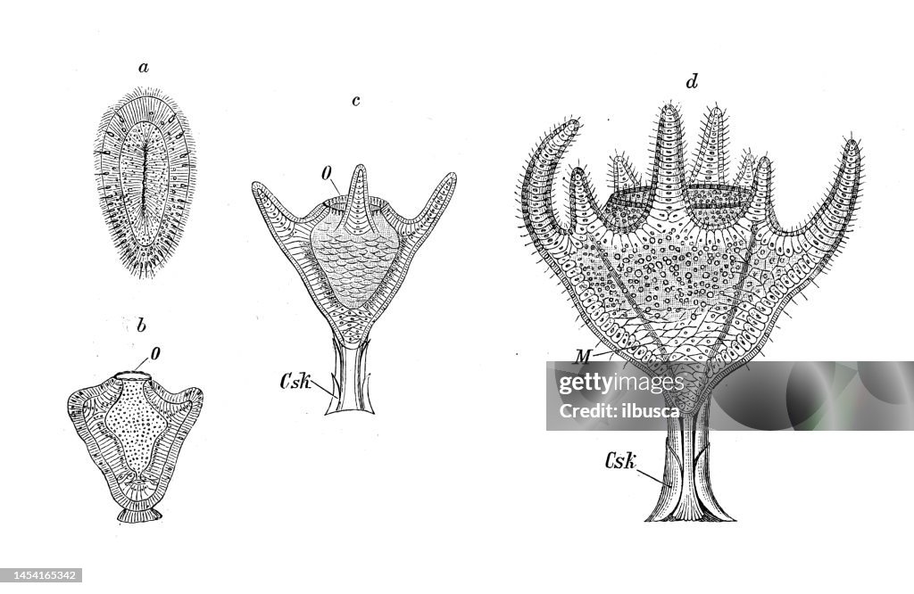 Antique biology zoology image: Chrysaora