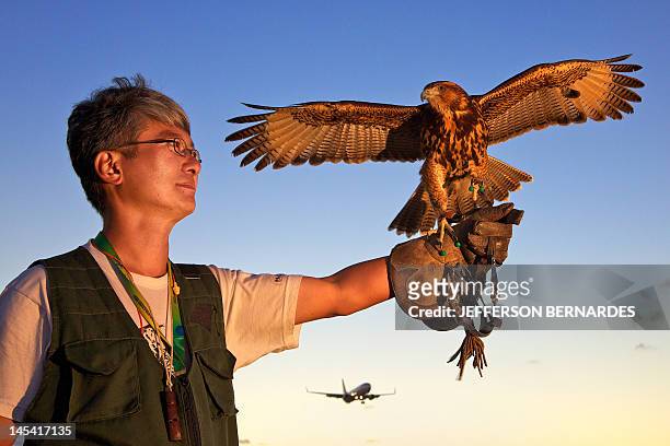 Douglas Kajiwara, of Hayabusa falconry company, holds a falcon as a plane takes off from Salgado Filho international airport in Porto Alegre,...