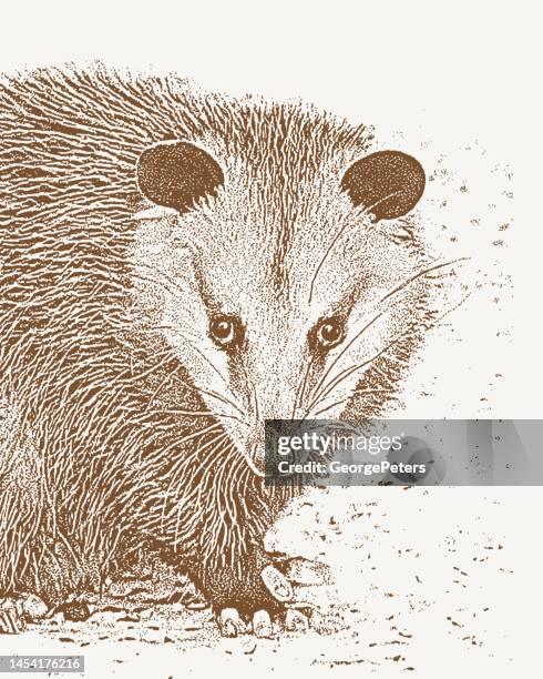 cute possum - possum stock illustrations