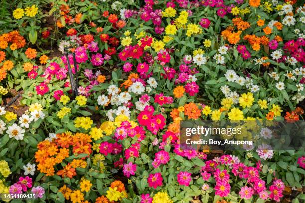 various colours of zinnia flowers blooming in the garden. - zinnia stock pictures, royalty-free photos & images