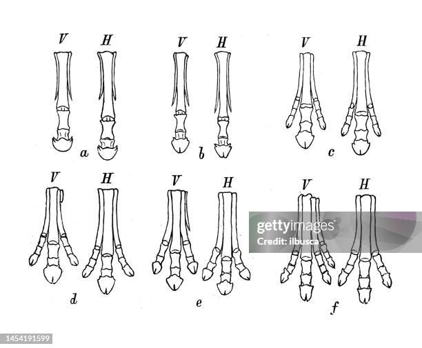 antique biology zoology image: feet (front and back) of equus, pliohippus, protohippus, miohippus, mesohippus, orohippus - herbivorous stock illustrations