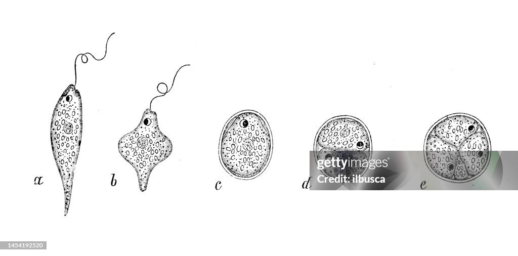 Antique biology zoology image: Euglena Viridis
