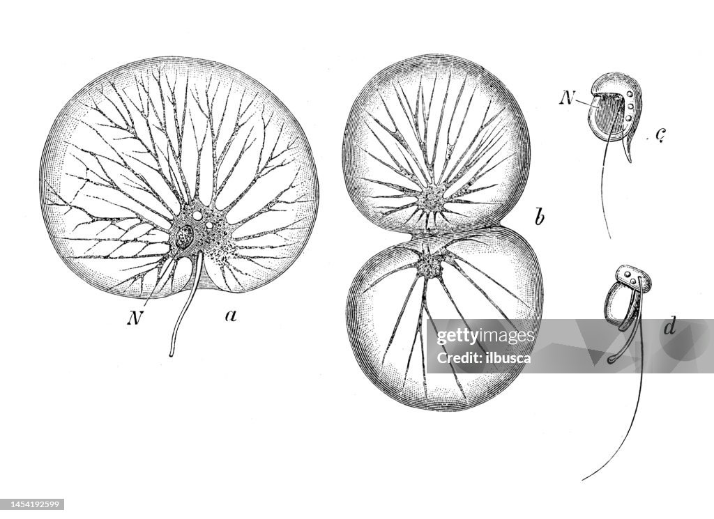 Antique biology zoology image: Noctiluca miliaris