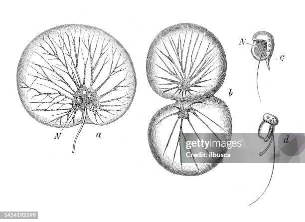 antique biology zoology image: noctiluca miliaris - plankton stock illustrations