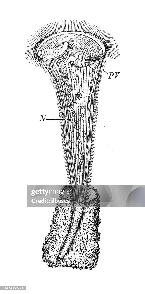 Antique biology zoology image: Stentor Reoselii