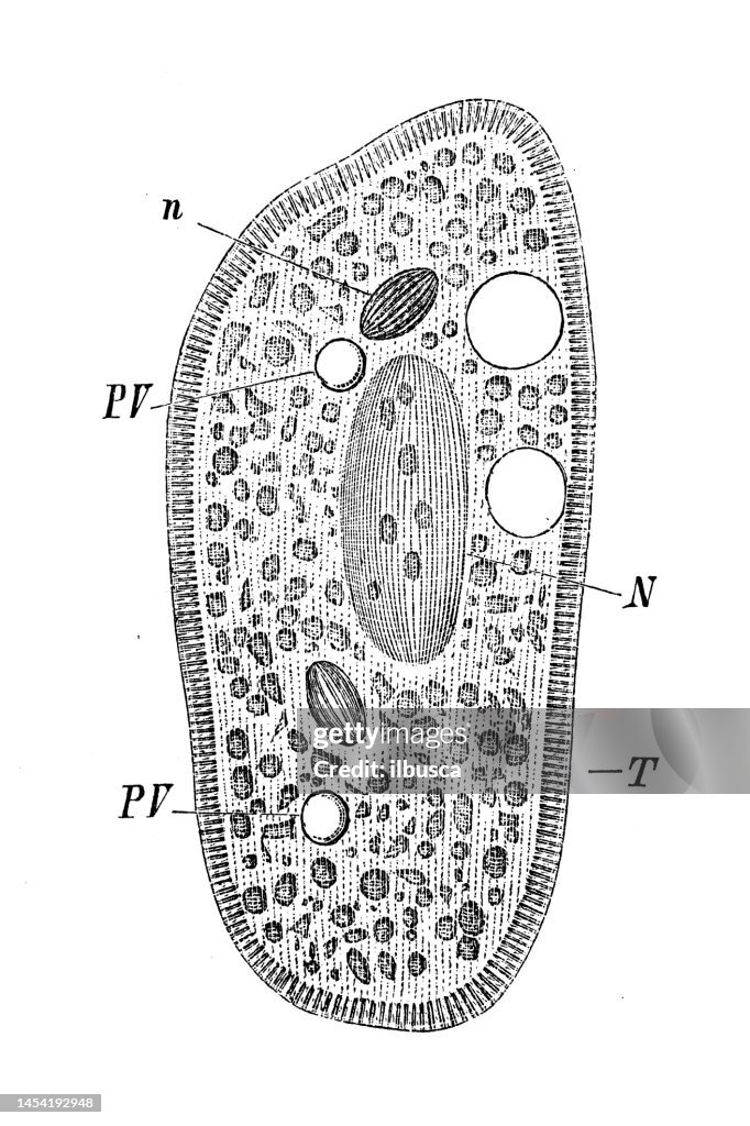 Antique biology zoology image: Paramaecium bursaria