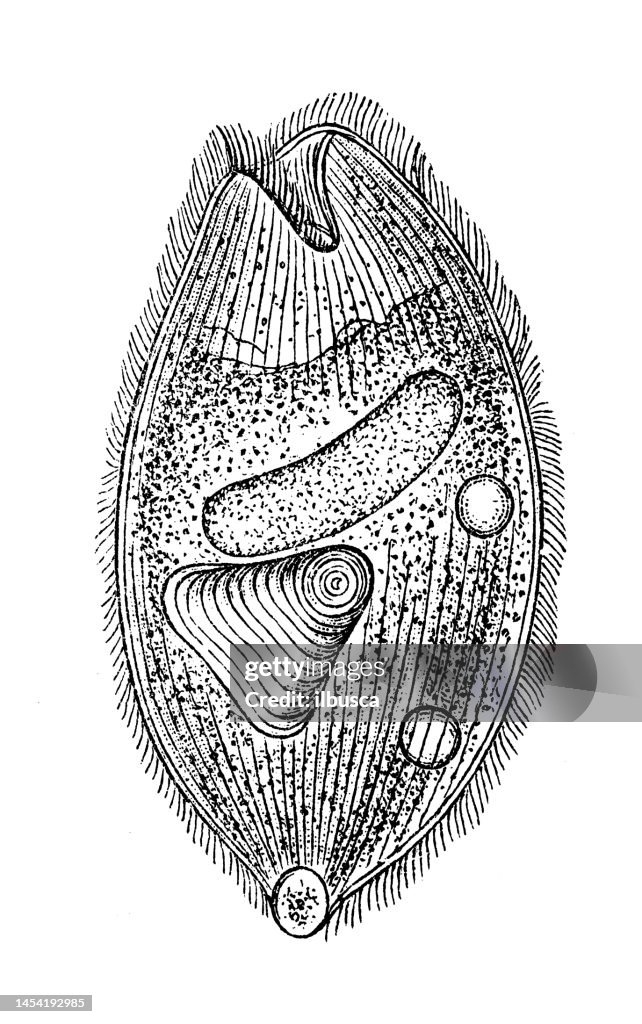 Imagen de zoología de biología antigua: Balantidium