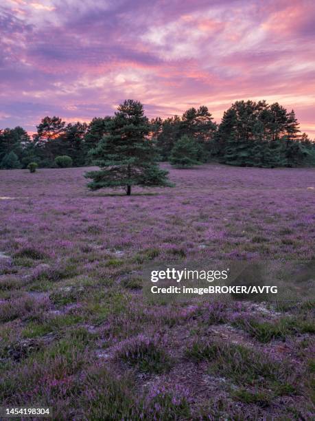 typical heath landscape with flowering heather at dawn, lueneburg heath, lower saxony, germany - lüneburger heide stock-fotos und bilder