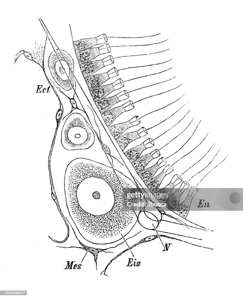 Antique Biology Zoology Image Sycon Raphanus Ilustração de stock ...