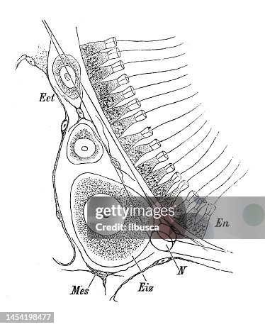 Antique Biology Zoology Image Sycon Raphanus Ilustração de stock ...