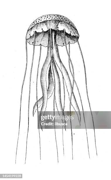 stockillustraties, clipart, cartoons en iconen met antique biology zoology image: chrysaora - kwal