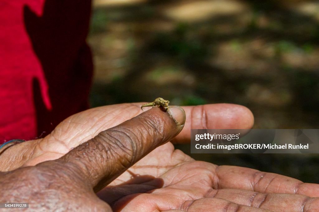 Dwarf or Minute Leaf chameleon (Brookesia minima) on the fingers of a man's hand in Montagne d´Ambre National Park, Madagascar