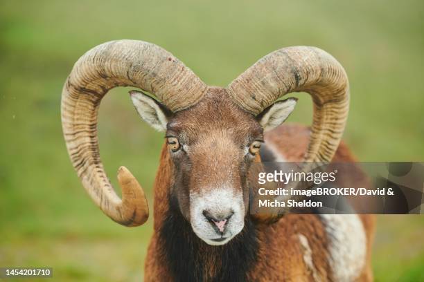 403 Buck Ram Photos and Premium High Res Pictures - Getty Images