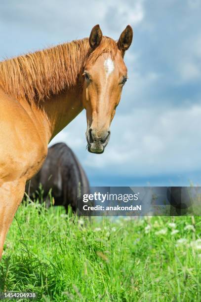 portrait of beautiful sorrel young sportive mare grazing at freedom in pasture. cloudy summer day - stute stock-fotos und bilder