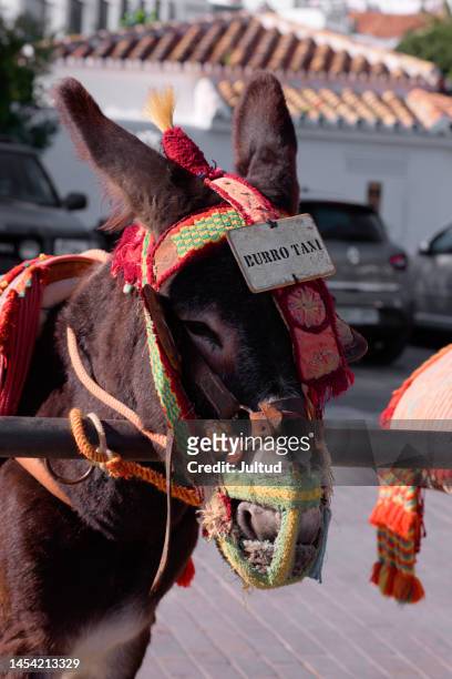 head of a donkey-taxi of the village of mijas - taxi españa stockfoto's en -beelden