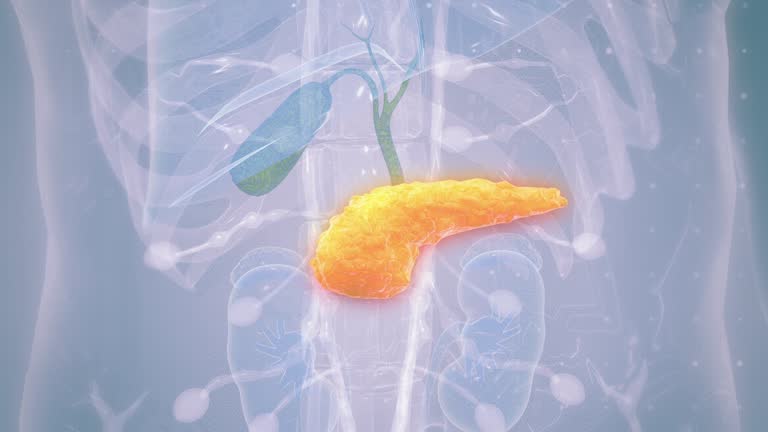 Pancrease Animation Realistic 3d animation of human pancreas isolated on white 동영상 ...