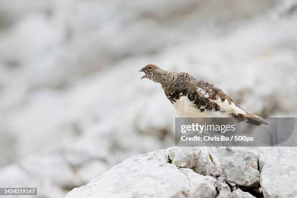 close-up of ptarmigan perching on rock - ptarmigan stock pictures, royalty-free photos & images