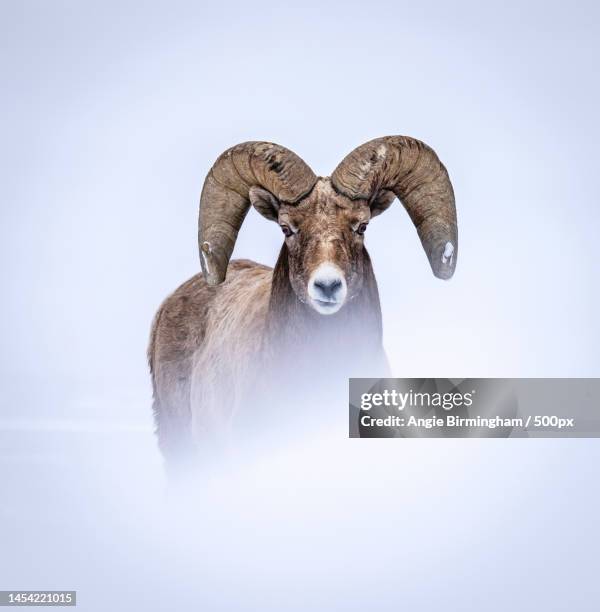 low angle view of sheep standing against clear sky - ram animal stock pictures, royalty-free photos & images