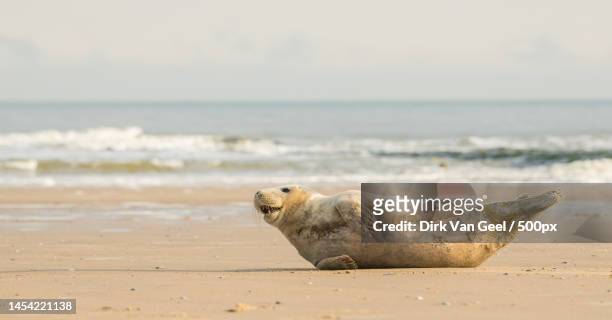 cute seals on the beach,middelkerke,belgium - foca fotografías e imágenes de stock