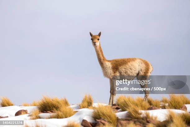 wild vicua in the snowy desert grass,calama,antofagasta,chile - lama stockfoto's en -beelden