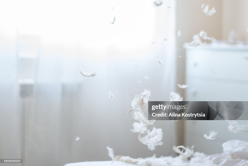 Feathers fly in the room