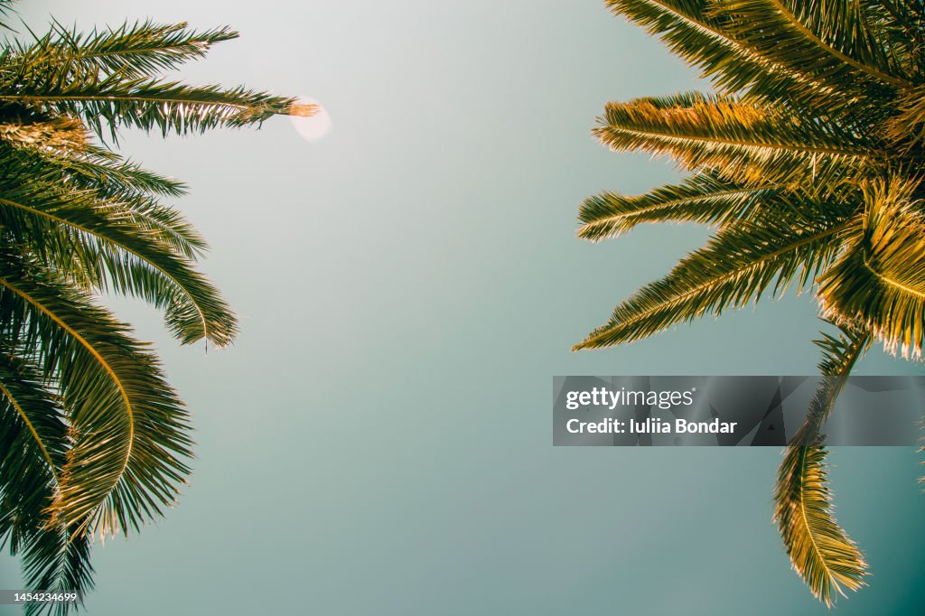 Image of palm leaves in the sky