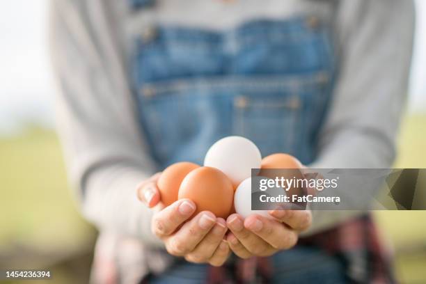 female egg farmer - animal egg stockfoto's en -beelden
