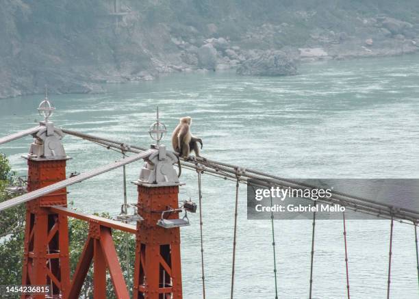 monkey on top of bridge in rishikesh - ganges river stock pictures, royalty-free photos & images