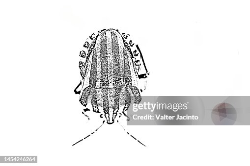 Bug (Graphosoma italicum) Bug (Graphosoma italicum)