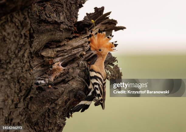 eurasian hoopoe feeding the juvenile - hoopoe fotografías e imágenes de stock