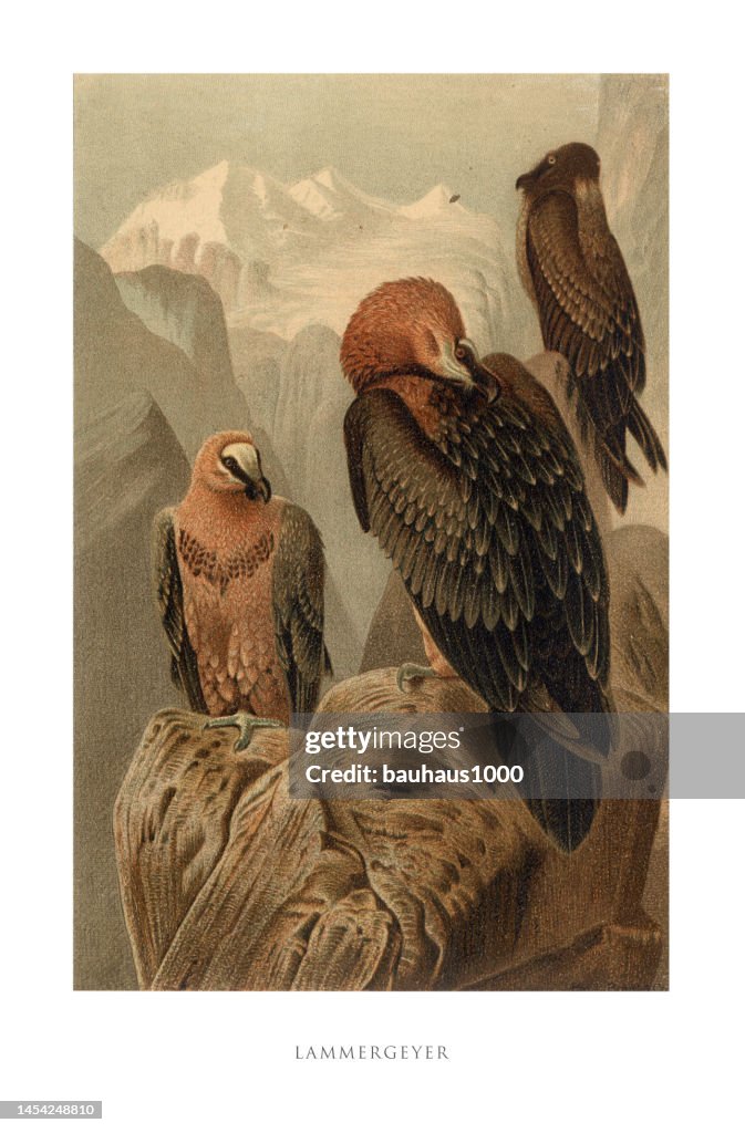 Antique American Engraving, Lammergeyer Vulture, Bird: Natural History, 1885