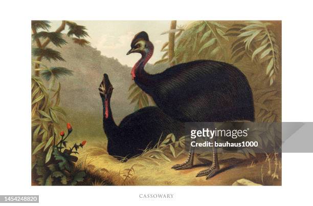 antique american engraving, cassowary, bird: natural history, 1885 - cassowary stock illustrations