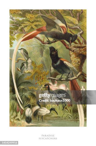 antique american engraving, paradise flycatcher, bird, : natural history, 1885 - eutrichomyias rowleyi stock illustrations