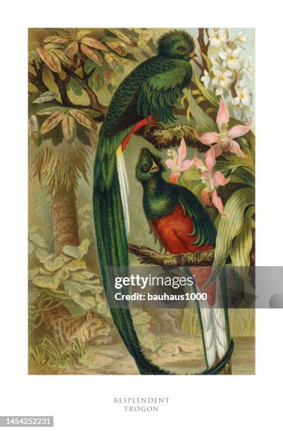 antique american engraving, resplendent trogon, bird: natural history, 1885 - surucua trogon stock illustrations