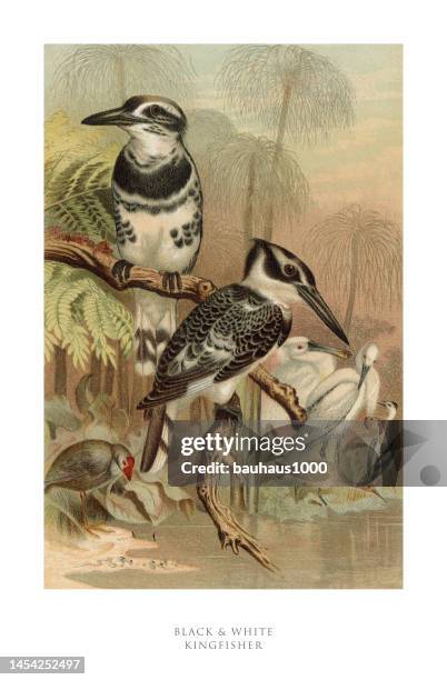 antique american engraving, black and white kingfisher, bird: natural history, 1885 - zoology stock illustrations