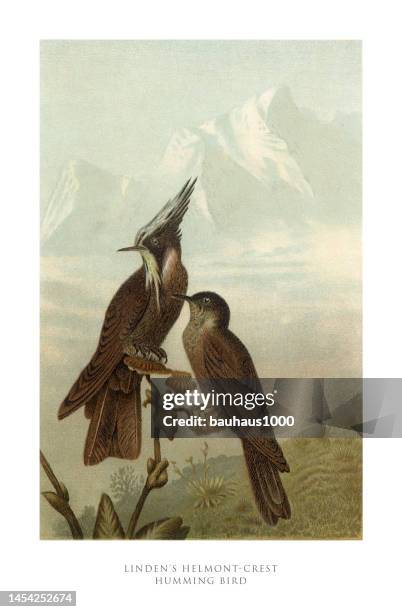 antique american engraving, lindon's helmont-crest hummingbird, bird: natural history, 1885 - hummingbird stock illustrations