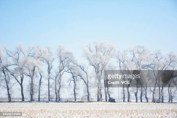 Rime-covered trees are seen along the Songhua River on January 4, 2023 in Jilin, Jilin Province of China.
