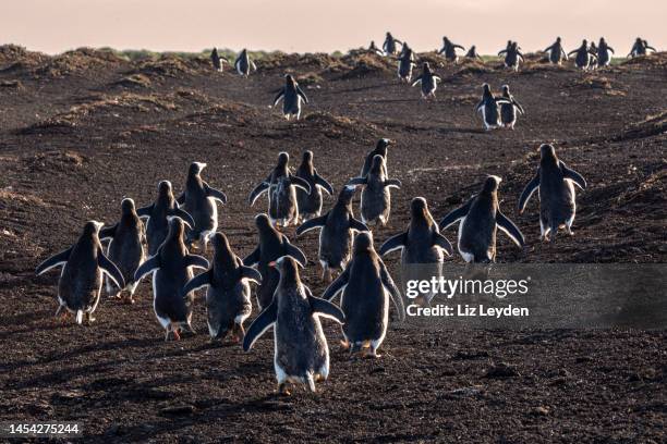 gentoo penguin, sea lion island, falklands - penguin south america stock pictures, royalty-free photos & images