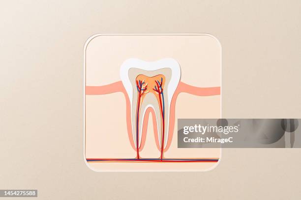 human tooth pulp chamber cross section anatomy paper craft - root canal stock pictures, royalty-free photos & images