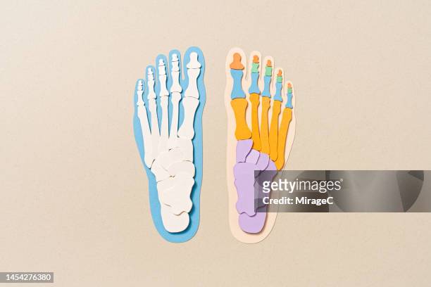 human foot bone anatomy view from above paper cut craft - human foot anatomy stock pictures, royalty-free photos & images