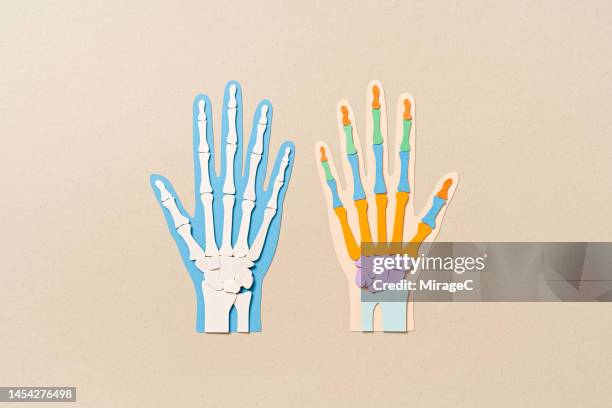 human hand bone anatomy view from palm paper cut craft - phalanx stock pictures, royalty-free photos & images