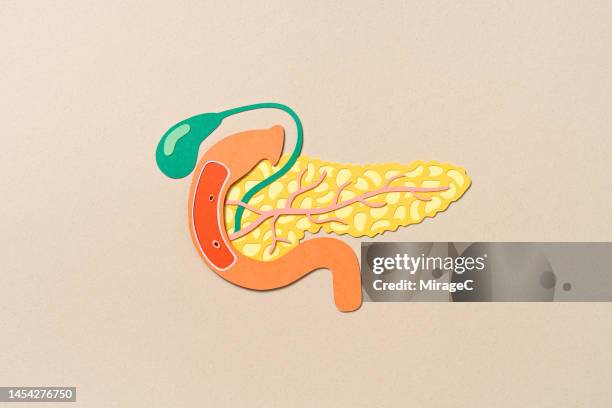 human pancreas with gall bladder internal anatomy paper craft - human gland stockfoto's en -beelden