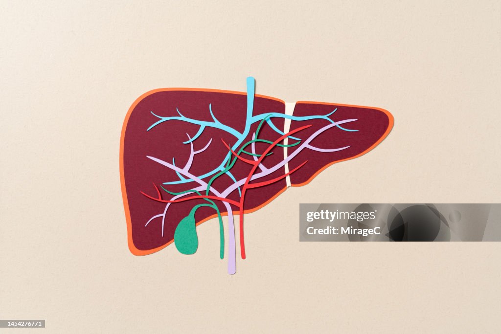 Internal Anatomy of Human Liver With Gall Bladder Paper Craft