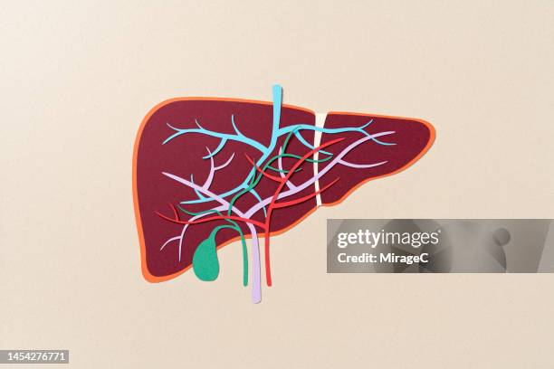 internal anatomy of human liver with gall bladder paper craft - liver stockfoto's en -beelden