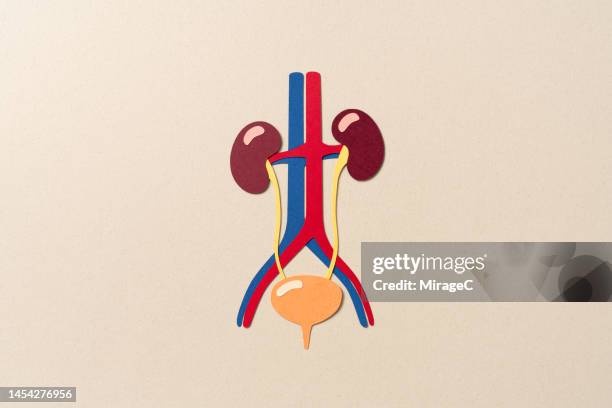 human kidney and bladder urinary system anatomy paper craft - human-digestive-system-diagram stock-fotos und bilder